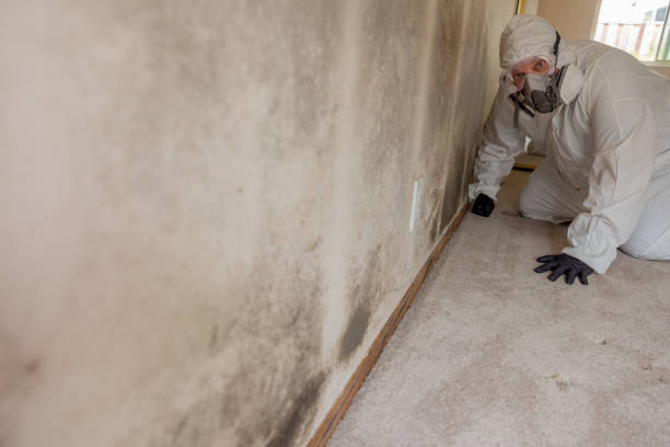 Reliable University Park, NM Mold Removal Solutions
